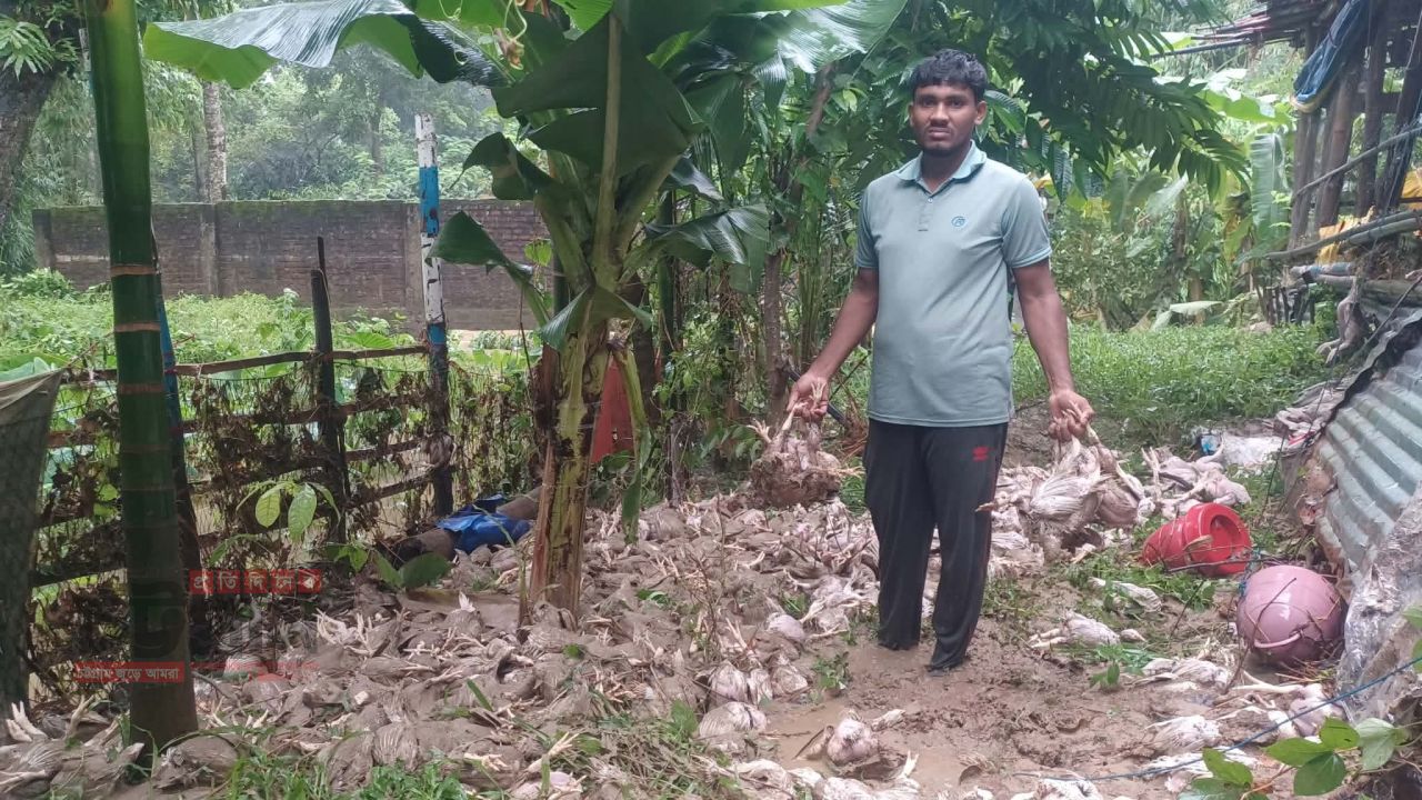 বাঙ্গালহালিয়াতে টানা বৃষ্টিতে প্লাবিত হয়ে সাদেক পোল্ট্রি ফার্মের ৫ লক্ষ টাকার মুরগী পানির নিচে 